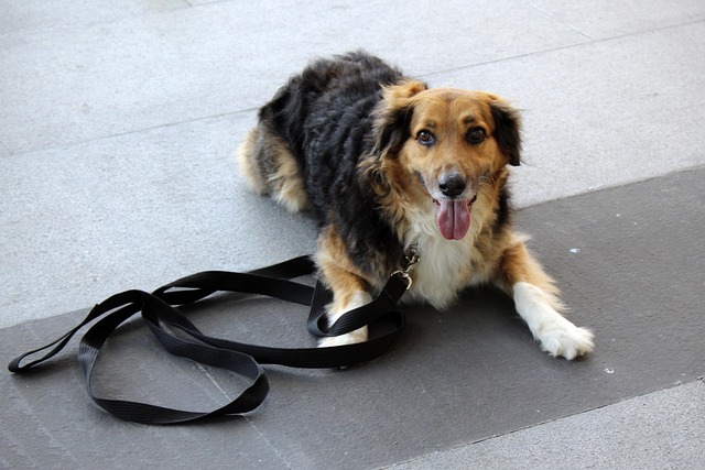 Een hond springt over een hindernis tijdens een training.