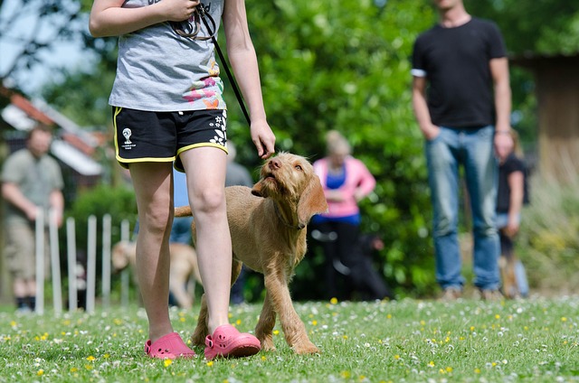 Een jonge hond kijkt gefocust