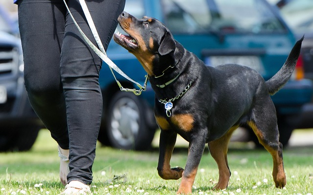 Vrolijke hond kijkt nieuwsgierig naar de camera