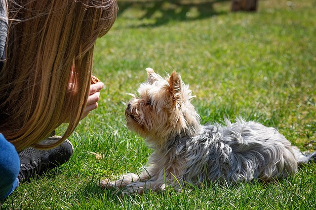 Vrouw traint een hond in een open veld