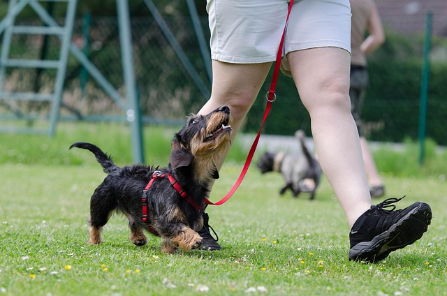 Hond oefent gehoorzaamheidstraining
