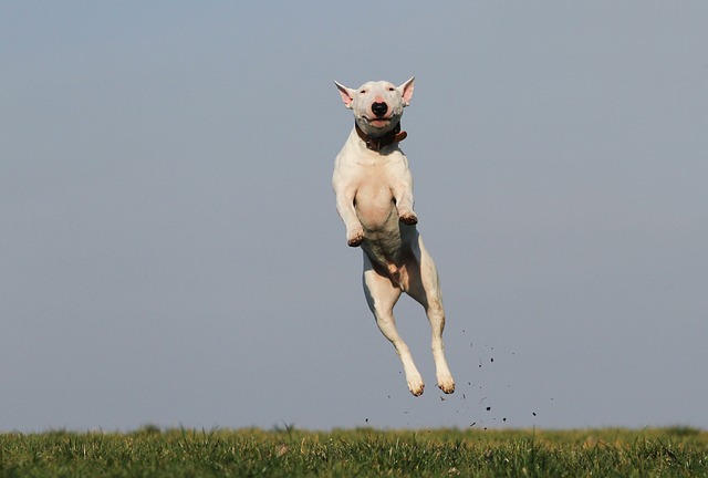 Een schattige hond die camera inkijkt