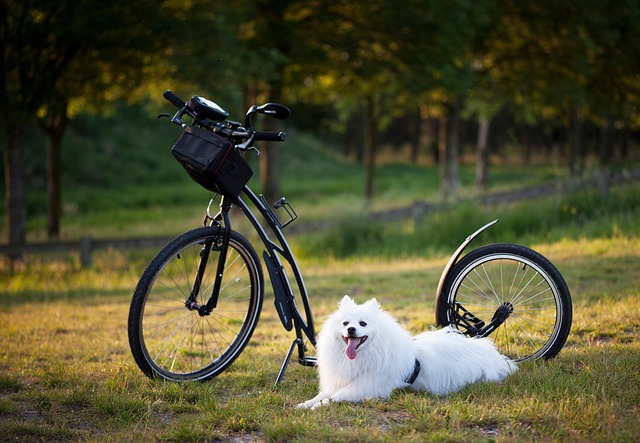 Hond en eigenaar rennen samen