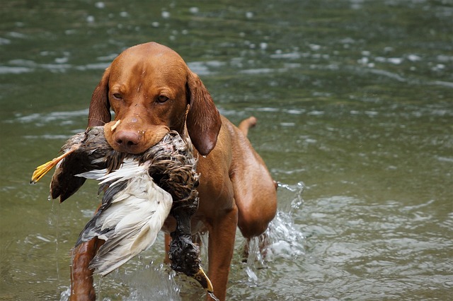 Hond aan het trainen in water